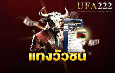 แทงวัวชน